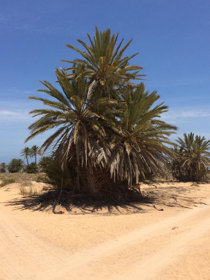 مبيت وإفطار Temlale Dar Jasmin Djerba المظهر الخارجي الصورة